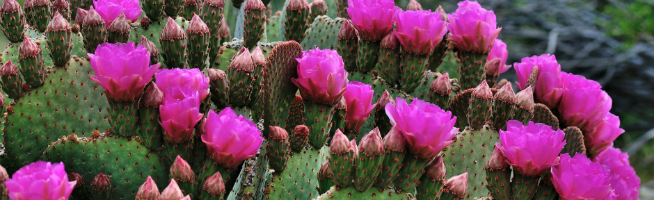 Prickly pear cactus in bloom