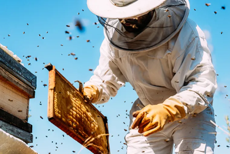 Beekeeper working with a hive