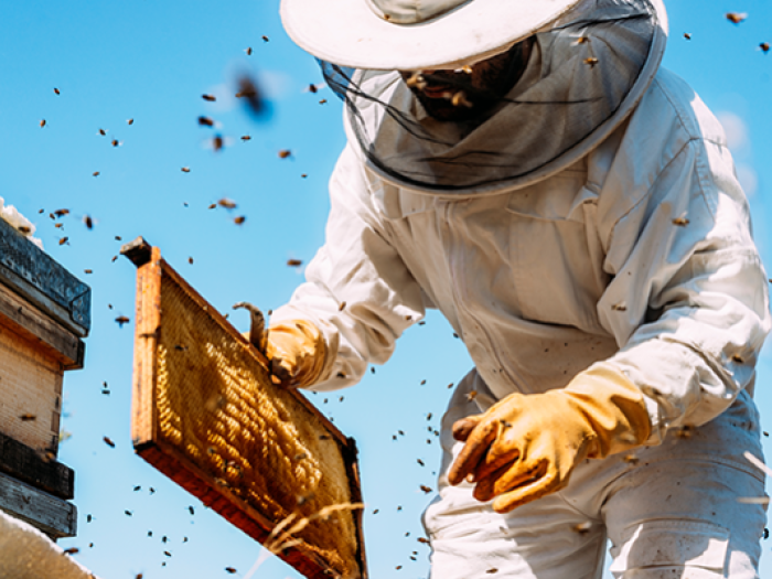Beekeeper working with a hive